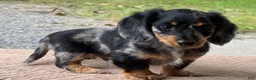 Miniature Dachshund dogs for sale: Hero - Ad 5