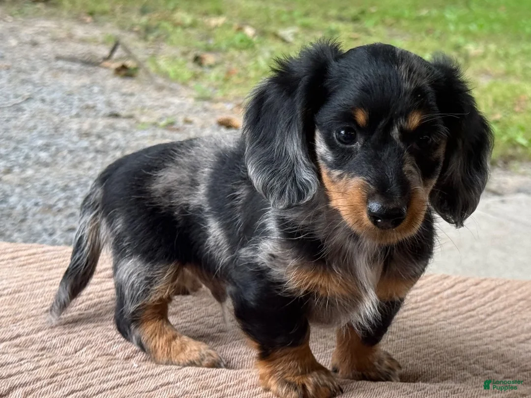 Miniature Dachshund dogs for sale: Hero - Ad 5