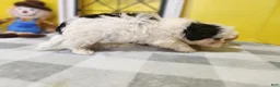 Teddy Bear dogs for sale: Claude - Ad 7