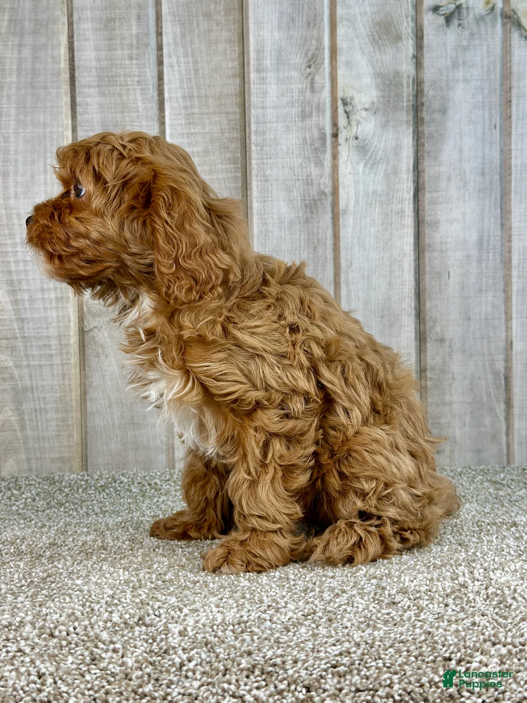 Cavapoo dogs for sale: Girl Dotty - 4936 - Ad 20