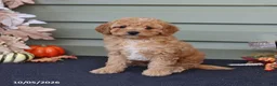 Cavapoo dogs for sale: Marshall - Ad 3