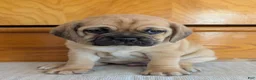 Puggle dogs for sale: Chuck  - Ad 15