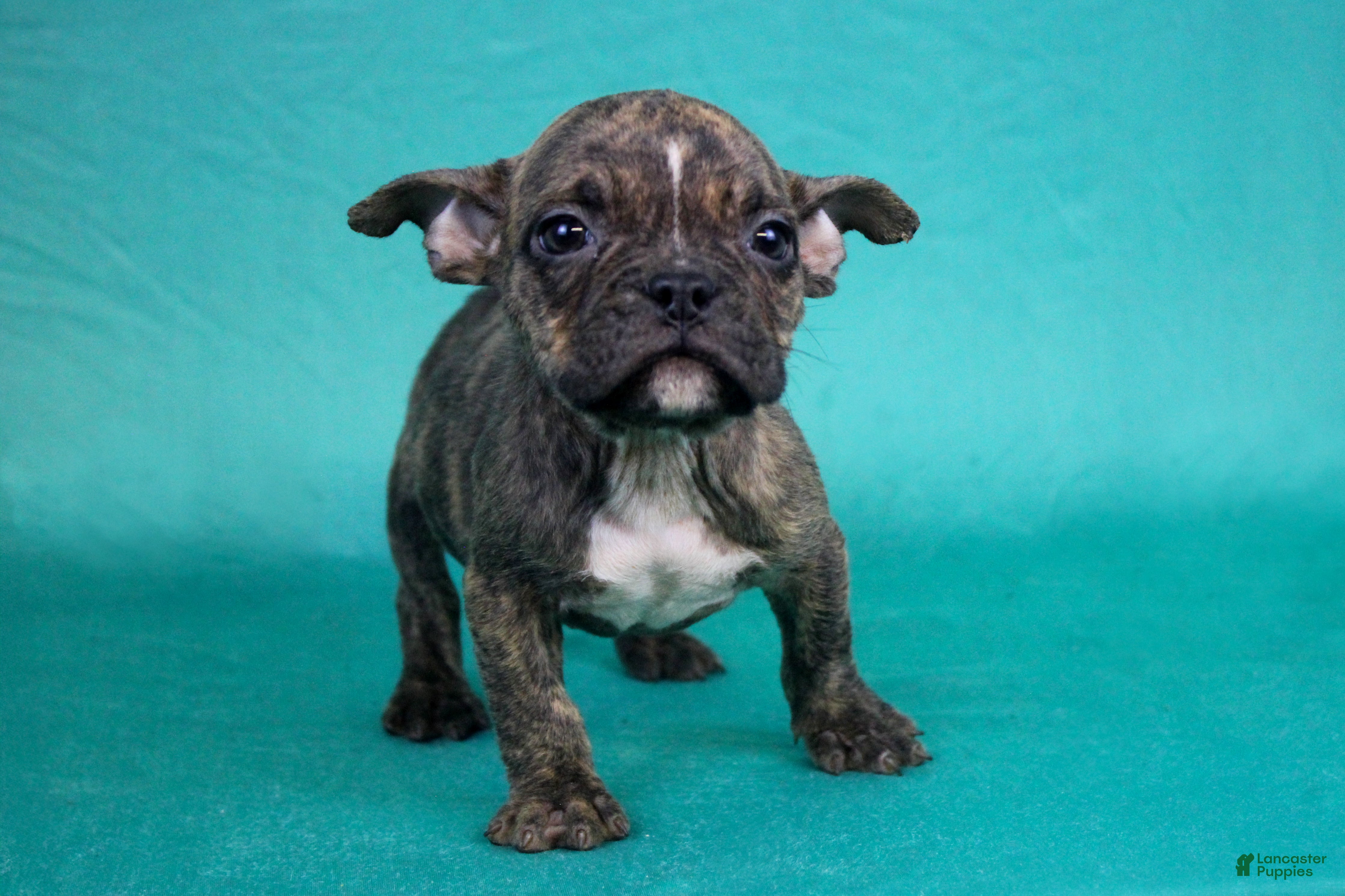 American Bully dogs Brindle Female - Ad 2