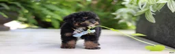 Cavapoo dogs for sale: Lil Bear - Ad 7