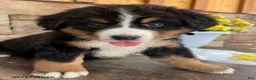 Bernese Mountain Dog dogs for sale: Candy - Ad 3