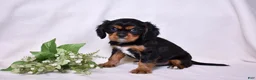 Cavalier King Charles Spaniel dogs for sale: Blaze | Genetically Screened  - Ad 10