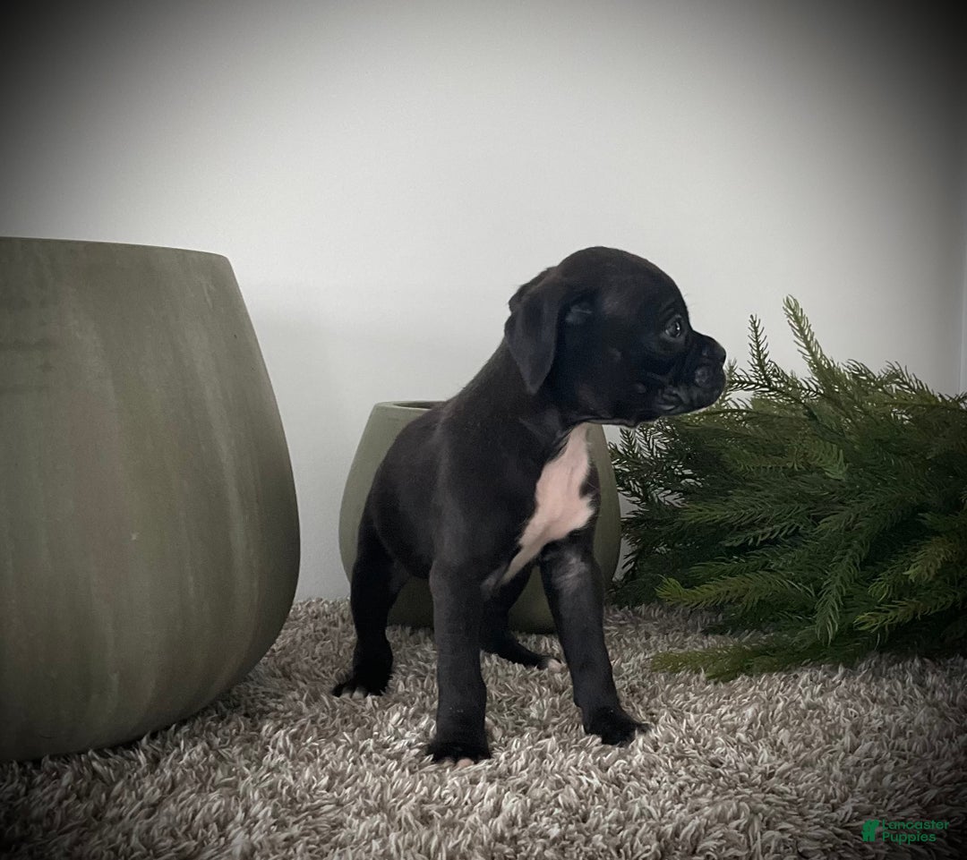 Boxer dogs for sale: Blaine  - Ad 3