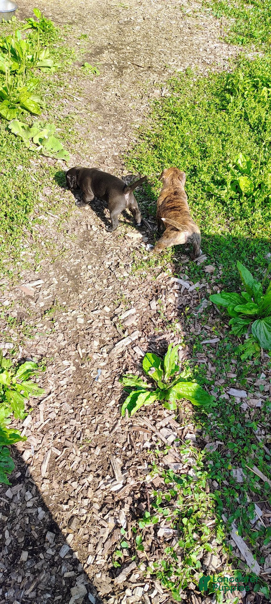 Mixed Breed dogs for sale: Mixed Breed 2 - Ad 8