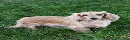 Miniature Dachshund dogs for sale: Monty - Ad 6