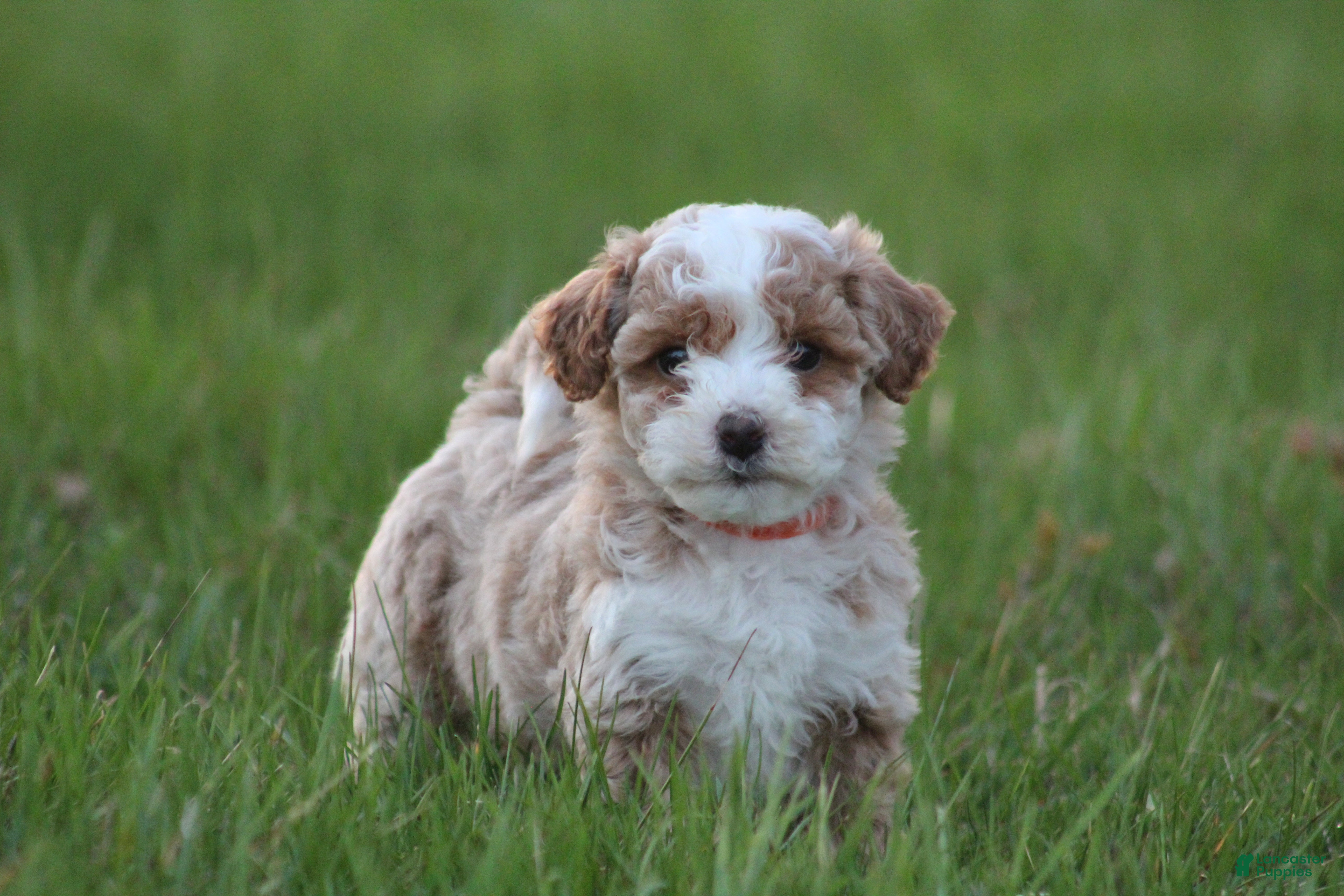 Bichpoo dogs Ryder - Ad 1