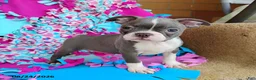 Boston Terrier dogs for sale: Razzle - Ad 5