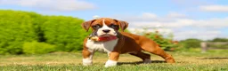 Boxer dogs for sale: Sandy - Ad 6