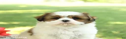 Shih Tzu dogs for sale: Lily - Ad 5