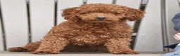 Cavapoo dogs for sale: Finn - Ad 8