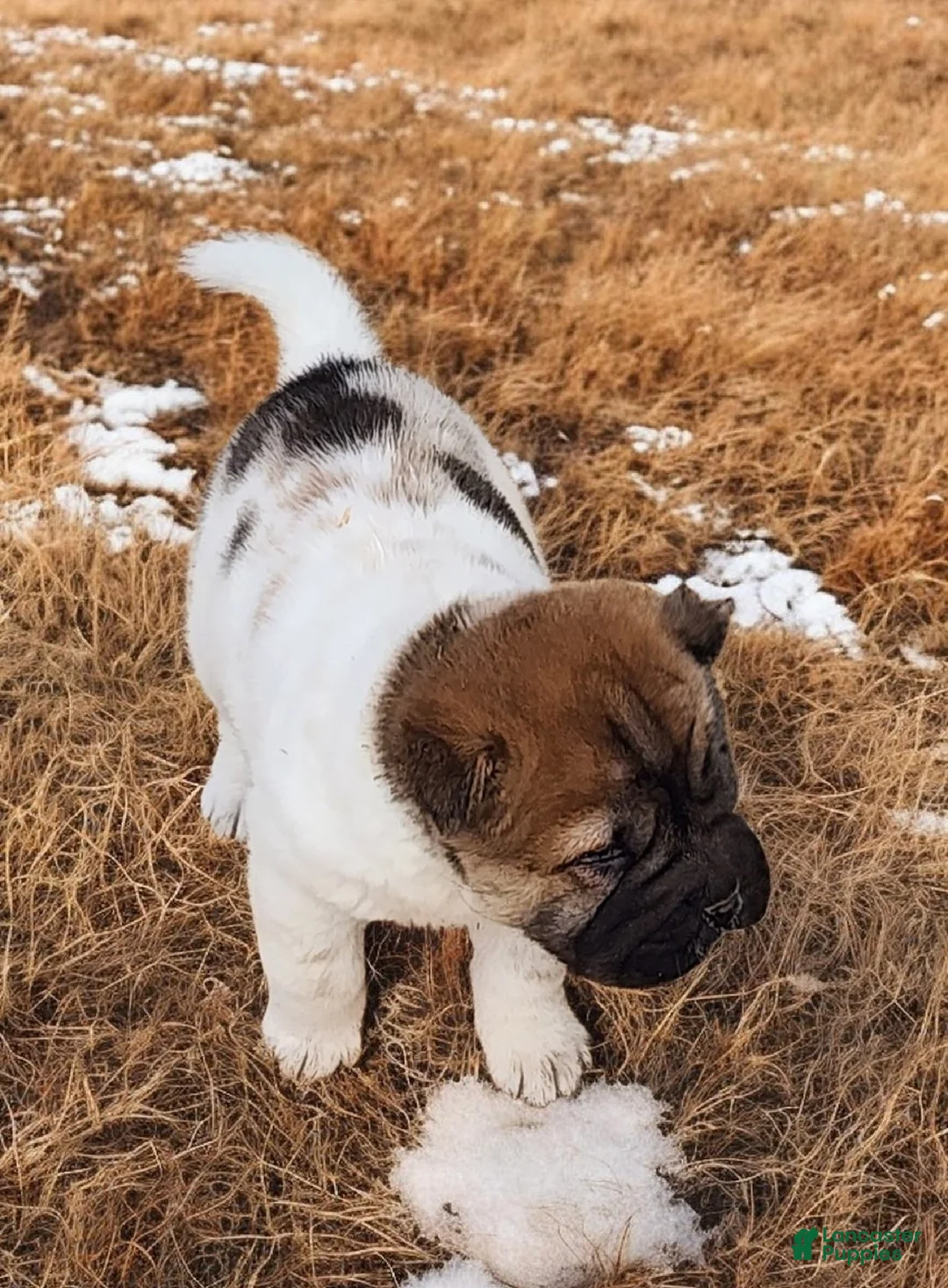 Shar Pei dogs for sale: Marble mini sable flower  - Ad 13