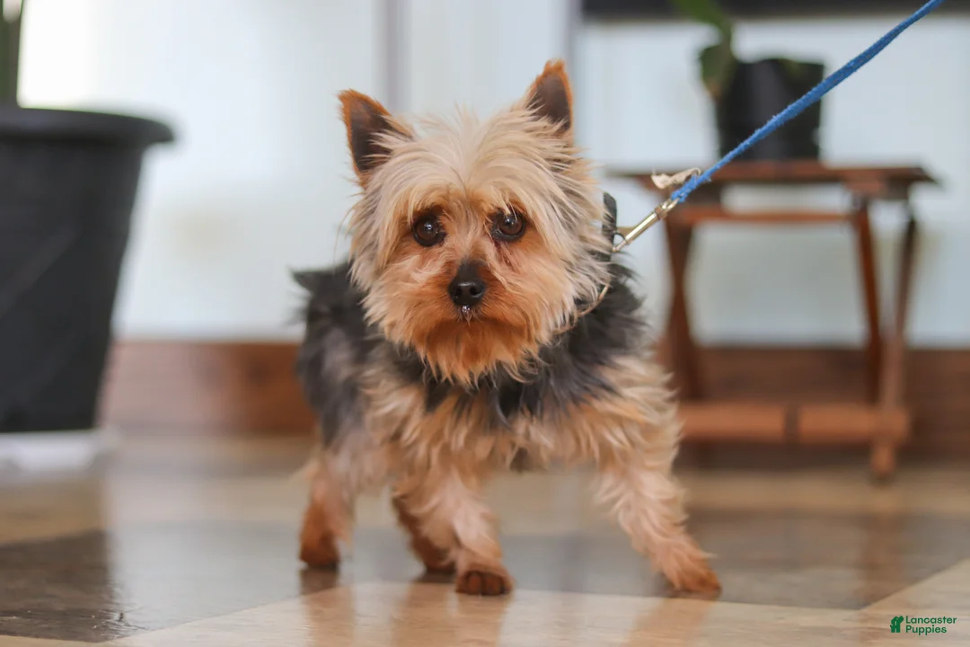 Yorkshire Terrier dogs for sale: Brianna - Ad 9