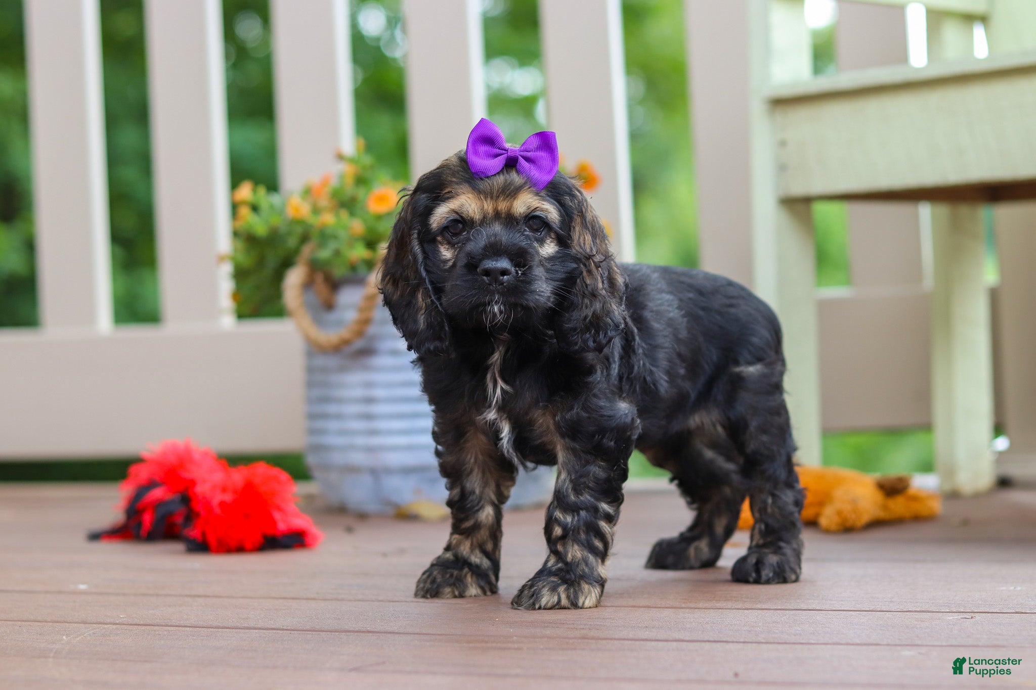 Cocker Spaniel dogs Lila - Ad 2