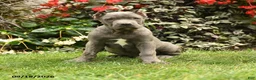 Cane Corso dogs for sale: Mason  - Ad 5