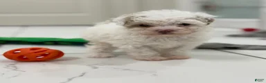 Maltipoo 2