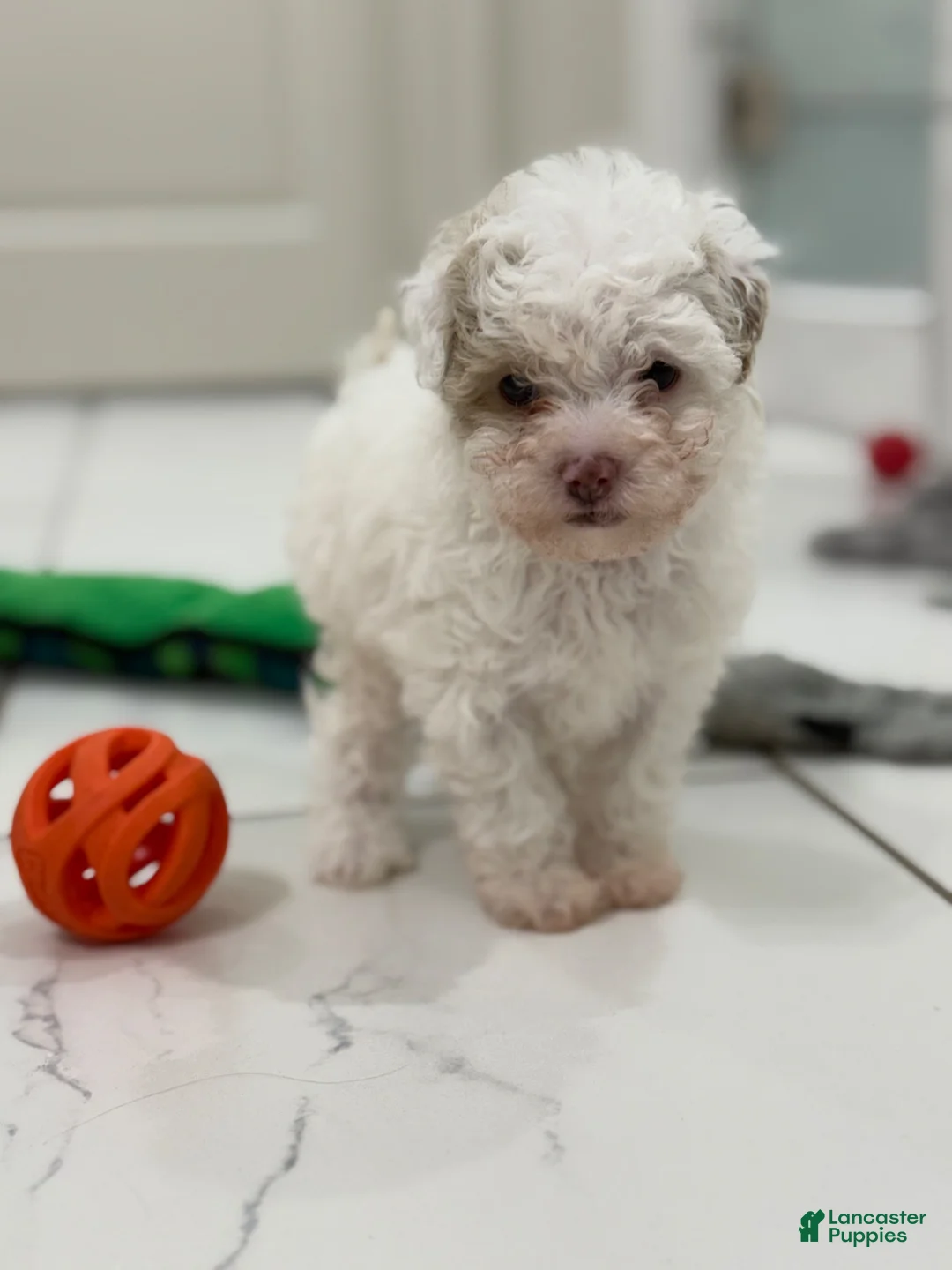 Maltipoo dogs for sale: Maltipoo 2 - Ad 1