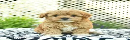 Toy Poodle dogs for sale: Base  - Ad 1