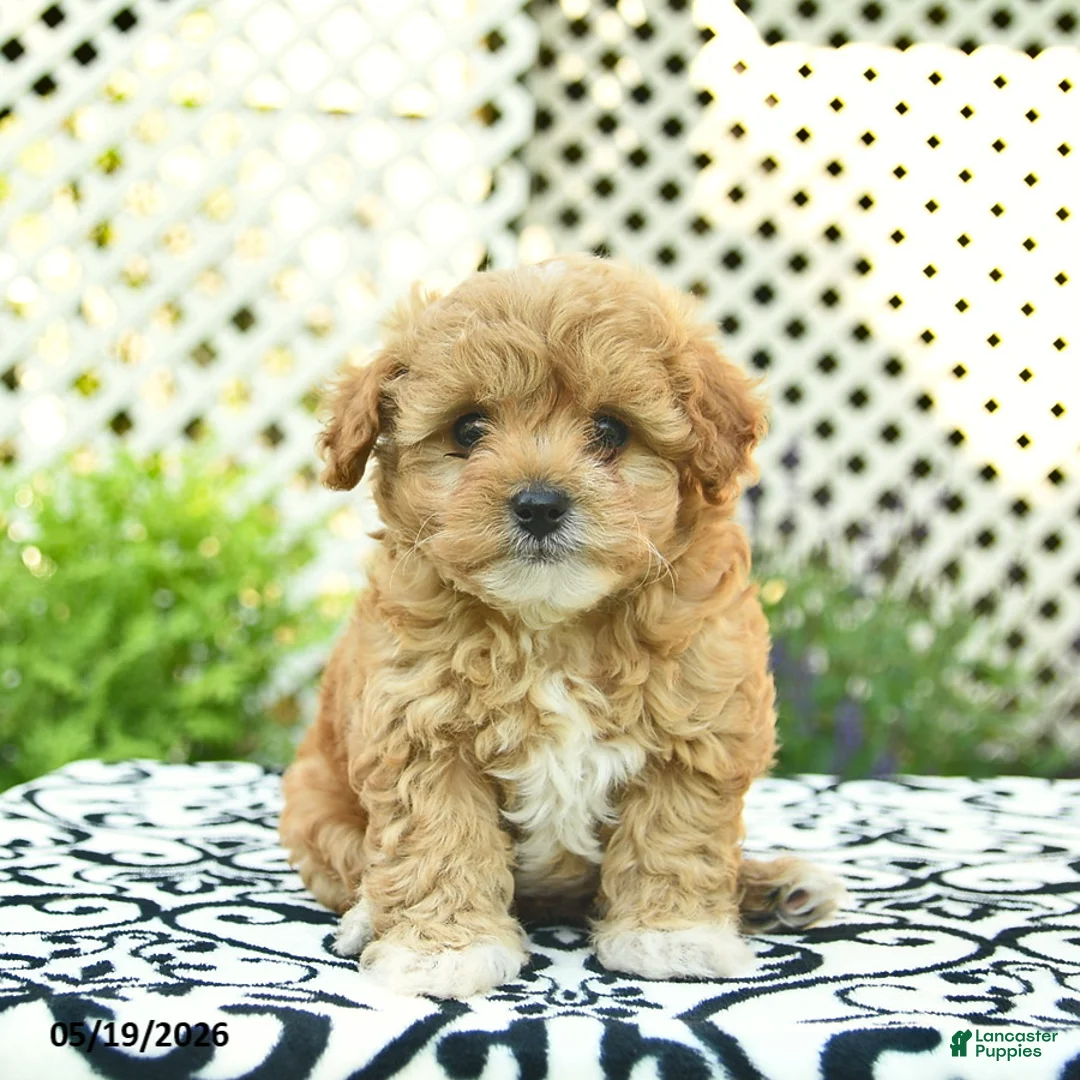 Toy Poodle dogs for sale: Base  - Ad 1