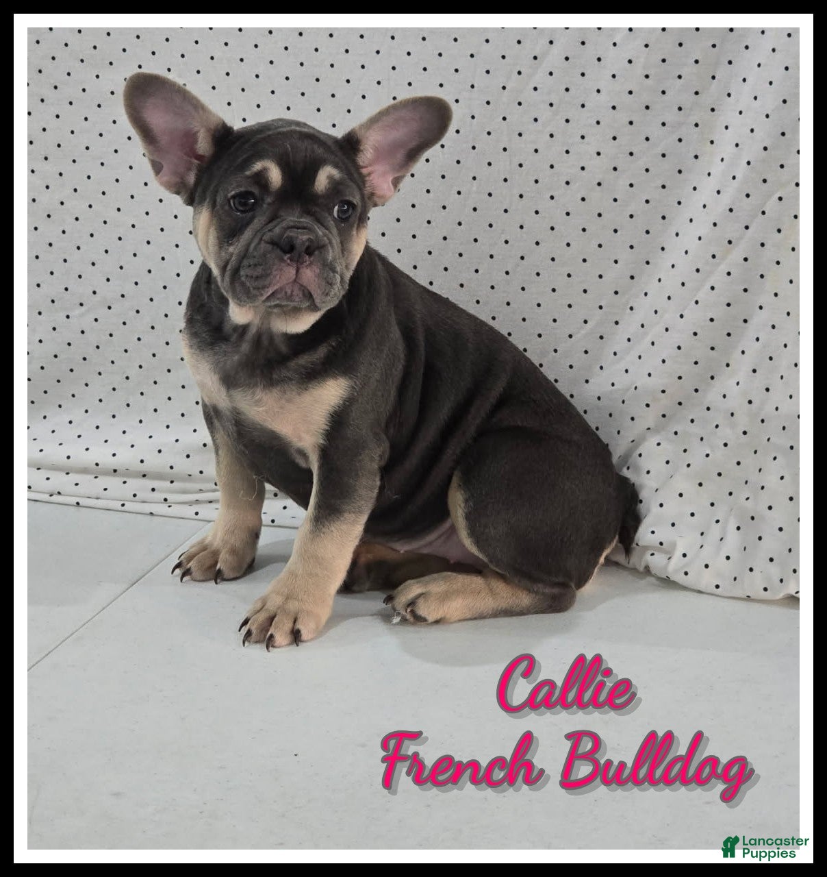 French Bulldog dogs for sale: Callie - Ad 4