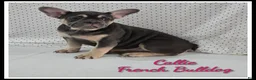 French Bulldog dogs for sale: Callie - Ad 1