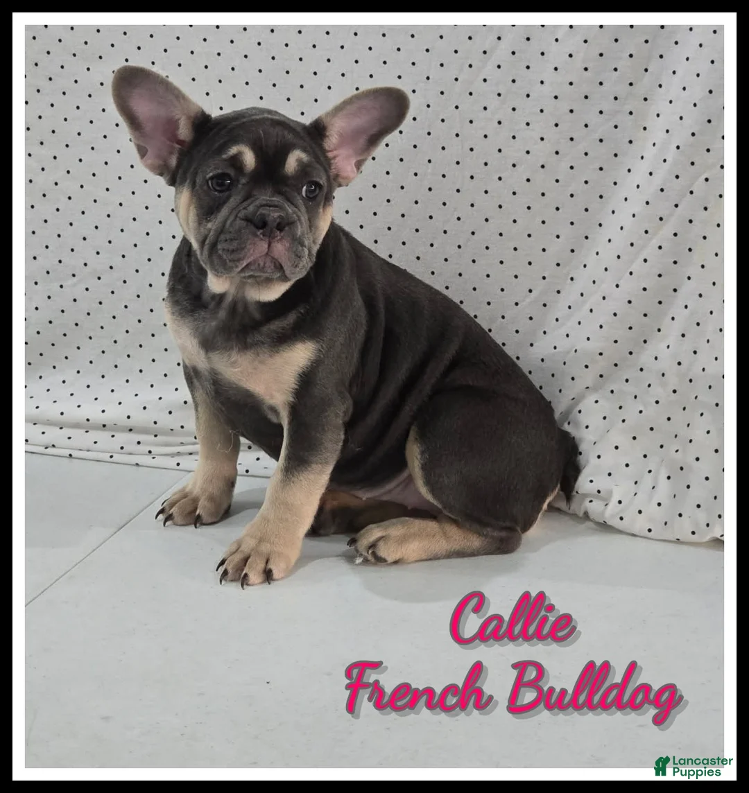 French Bulldog dogs for sale: Callie - Ad 1