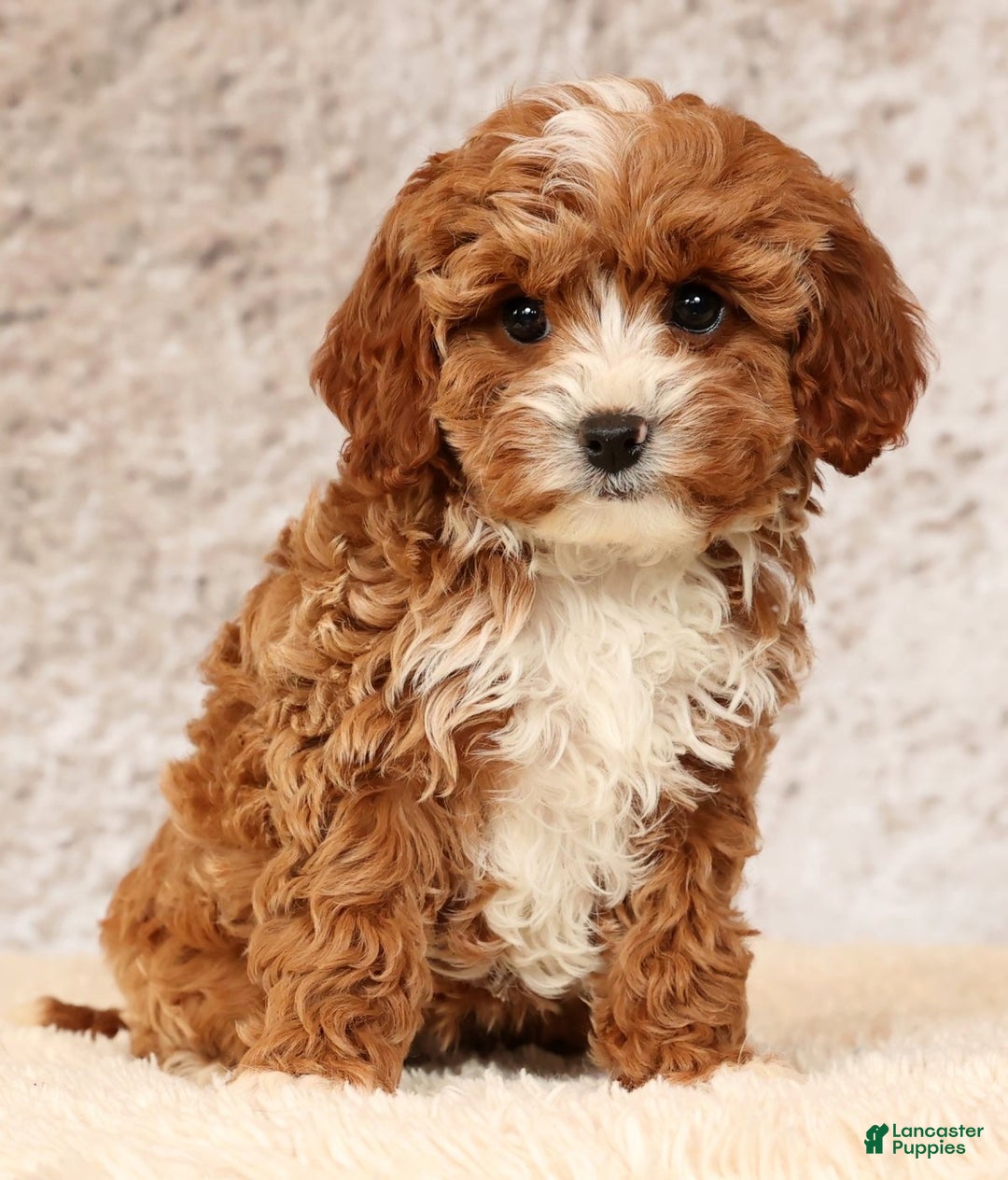 Cavapoo dogs for sale: Natalia - Ad 8