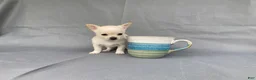 Chihuahua dogs for sale: Maisy - Ad 11