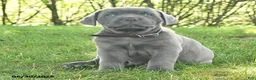 Cane Corso dogs for sale: Ravin - Ad 3