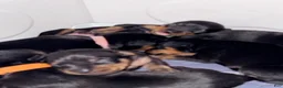 Miniature Pinscher dogs for sale: Luke - Ad 31