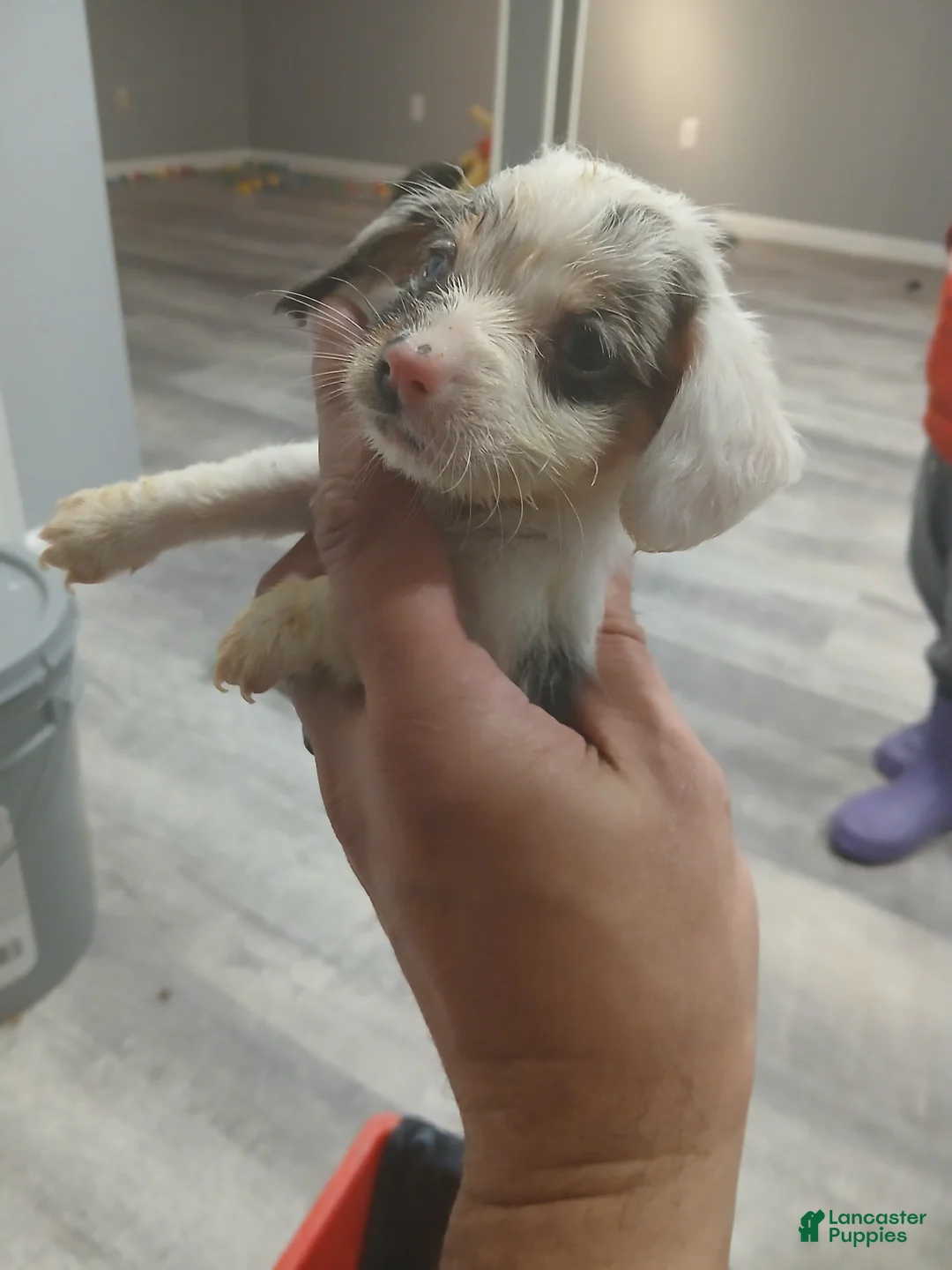 Chiweenie dogs for sale: Chiweenie Puppy 4 - Ad 2