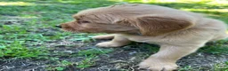Golden Retriever dogs for sale: Golden Retriever 2 - Ad 2