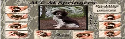 English Springer Spaniel dogs for sale: English Springer Spaniel 5 - Ad 10