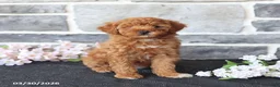 Miniature Poodle dogs for sale: Sweetie - Ad 3
