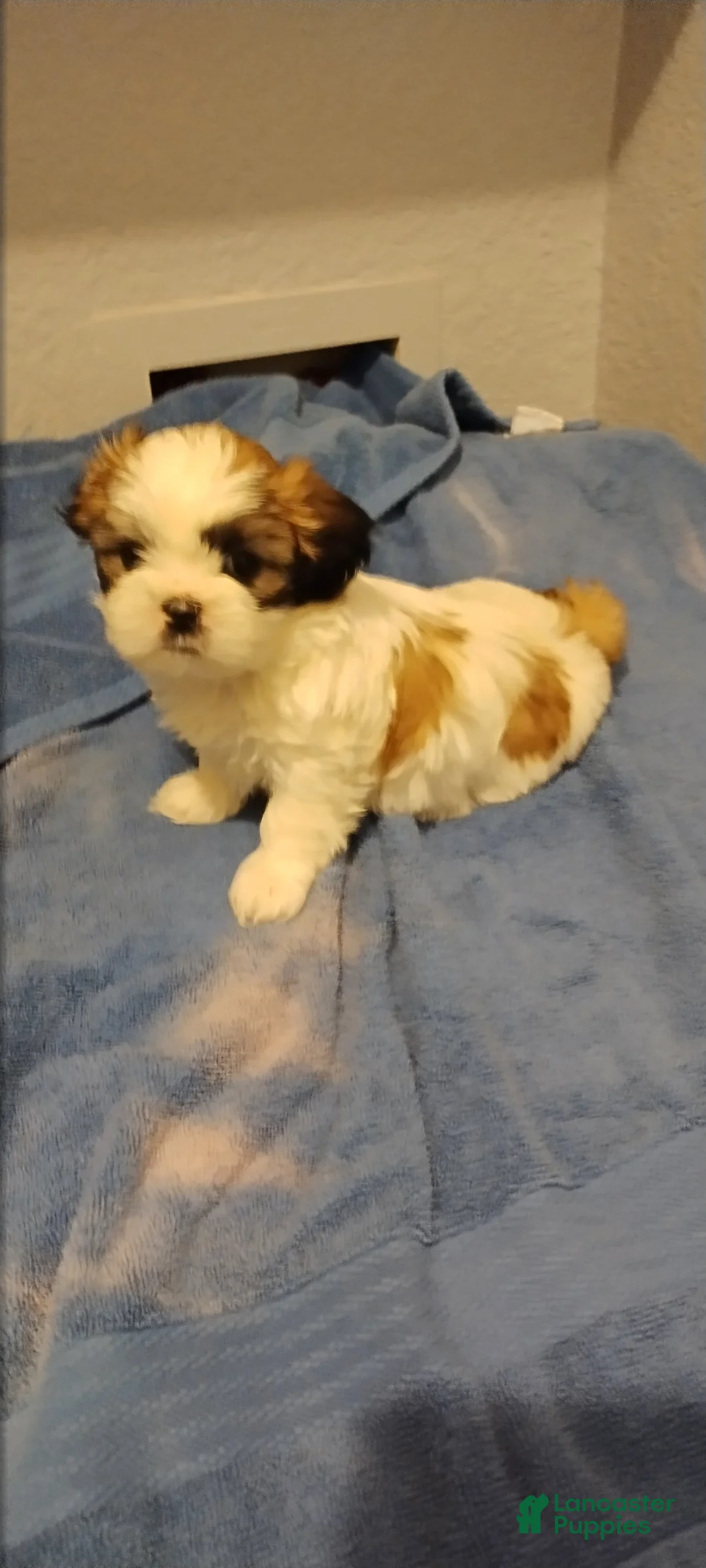 Shih Tzu dogs for sale: Shih Tzu Puppy 6 - Ad 1