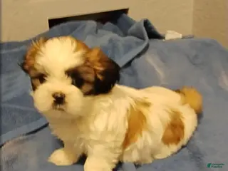 Shih Tzu dogs Shih Tzu Puppy 6 - Ad 8