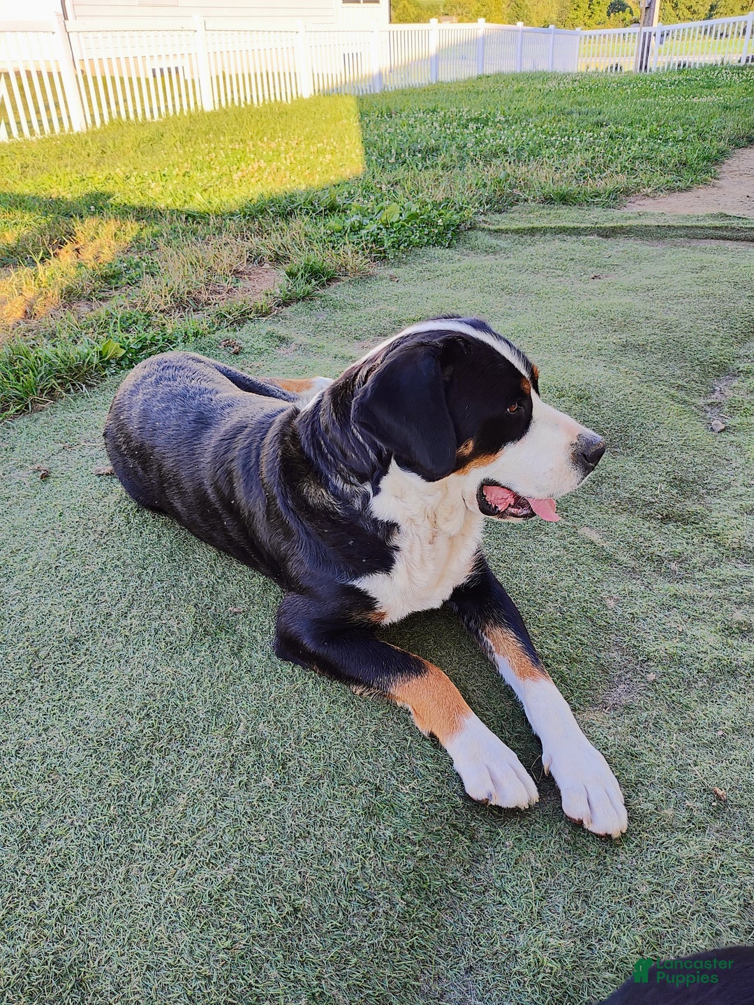 Greater Swiss Mountain Dog dogs for sale: Greater Swiss Mountain Dog Puppy 1 - Ad 6