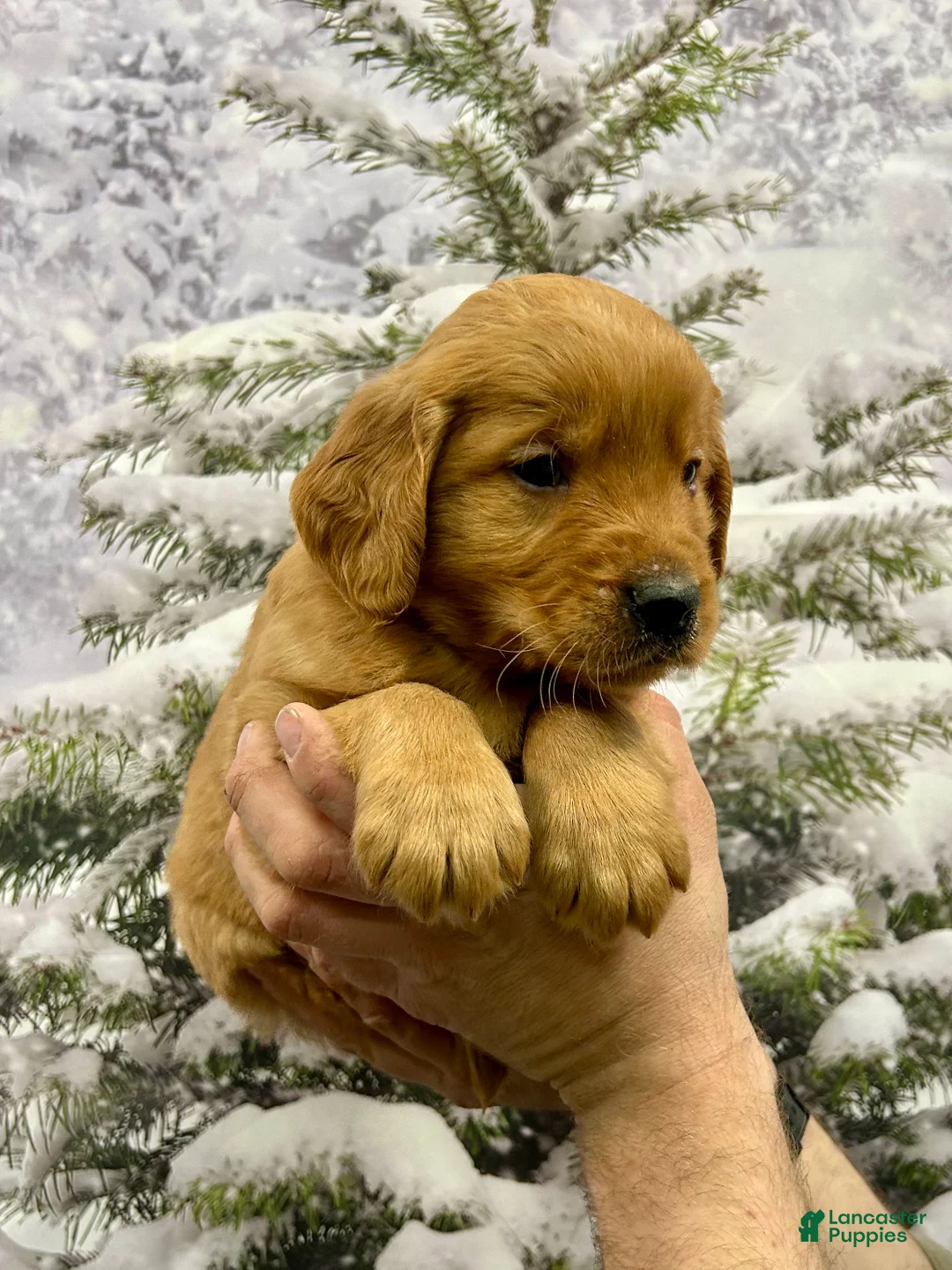 Golden Retriever dogs for sale: Prince  - Ad 9