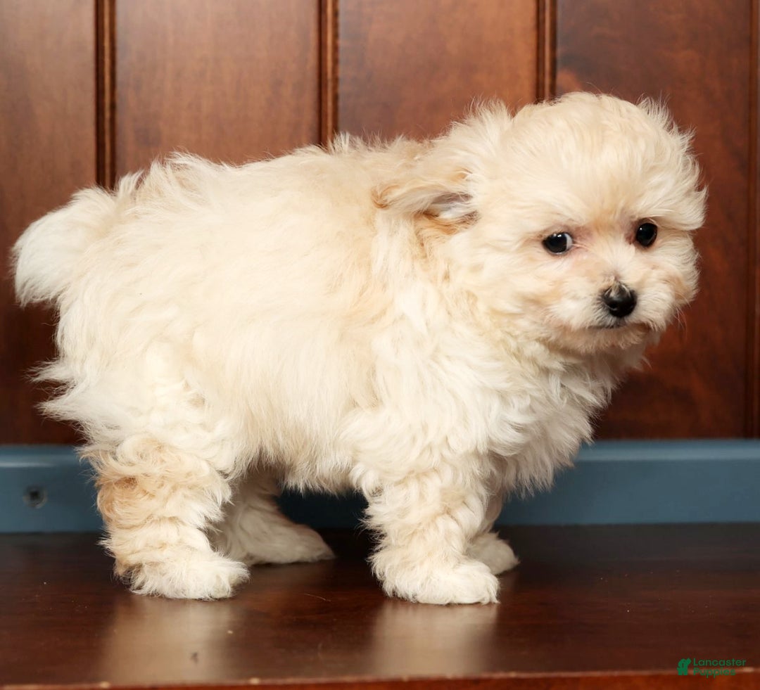 Pomapoo dogs for sale: Tammy - Ad 7