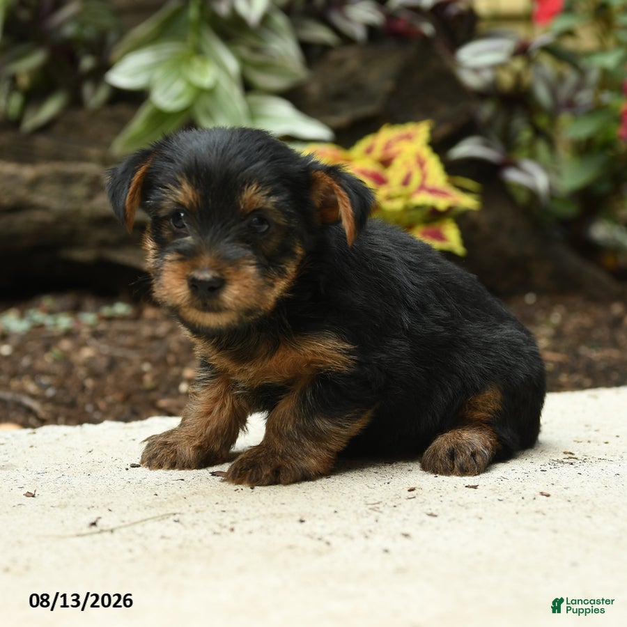 Yorkshire Terrier dogs Carter - Ad 2
