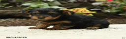 Yorkshire Terrier dogs for sale: Carter - Ad 2