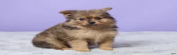 Pomeranian dogs for sale: Tony - Ad 2