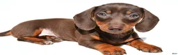 Dachshund dogs for sale: Indie - Ad 3