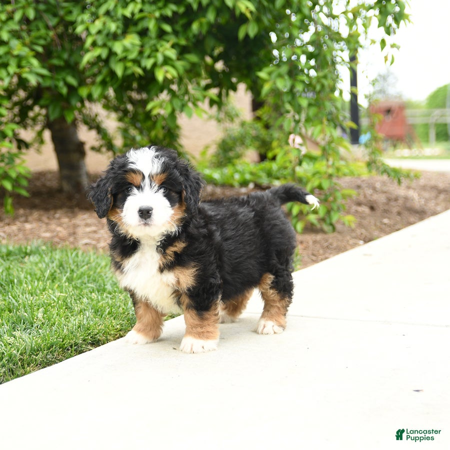 Bernedoodle dogs Apollo - Ad 2