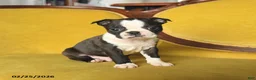 Boston Terrier dogs for sale: Shiloh - Ad 4