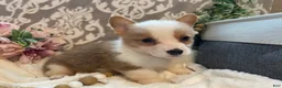 Welsh Corgi Pembroke dogs for sale: Scout - Ad 13