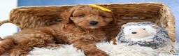 Cavapoo dogs for sale: TITUS - Ad 6
